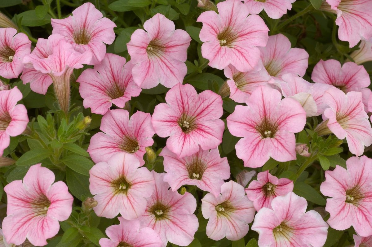 Петуния Littletunia Pink Frills
