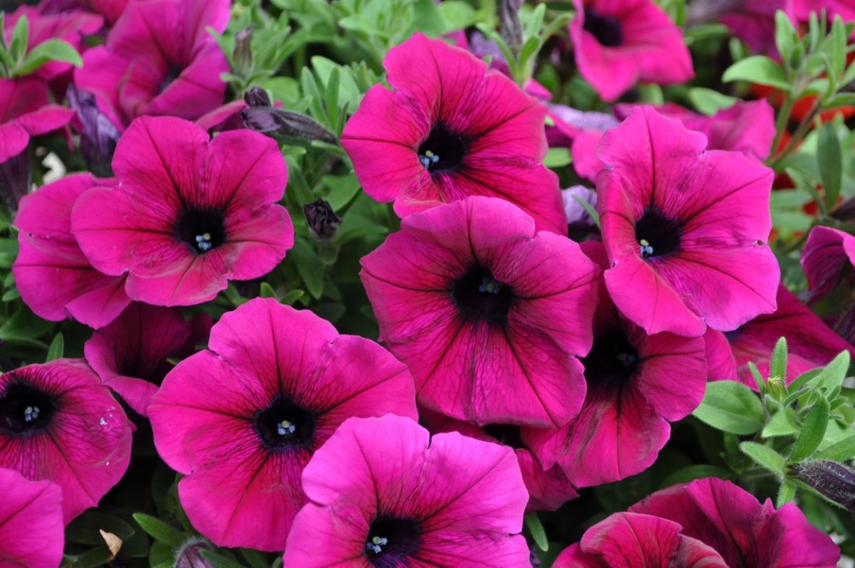 Петуния Sweetunia