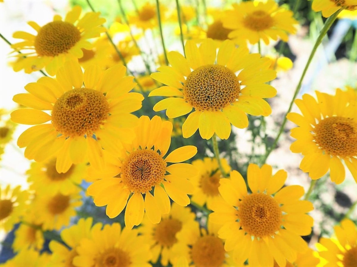 Anthemis Sancti-Johannis