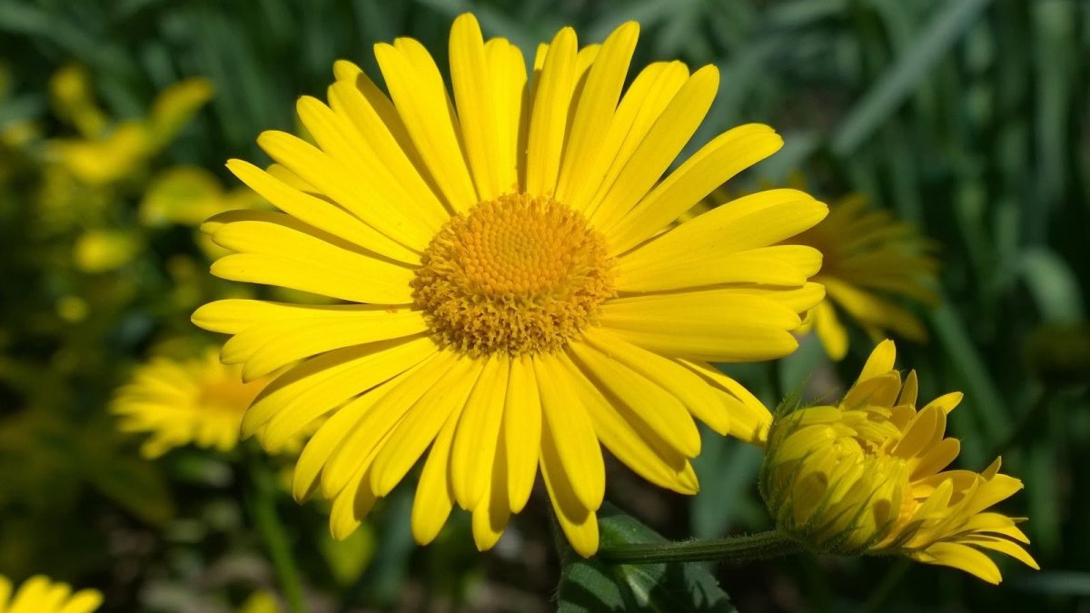 Yellow Sunshine