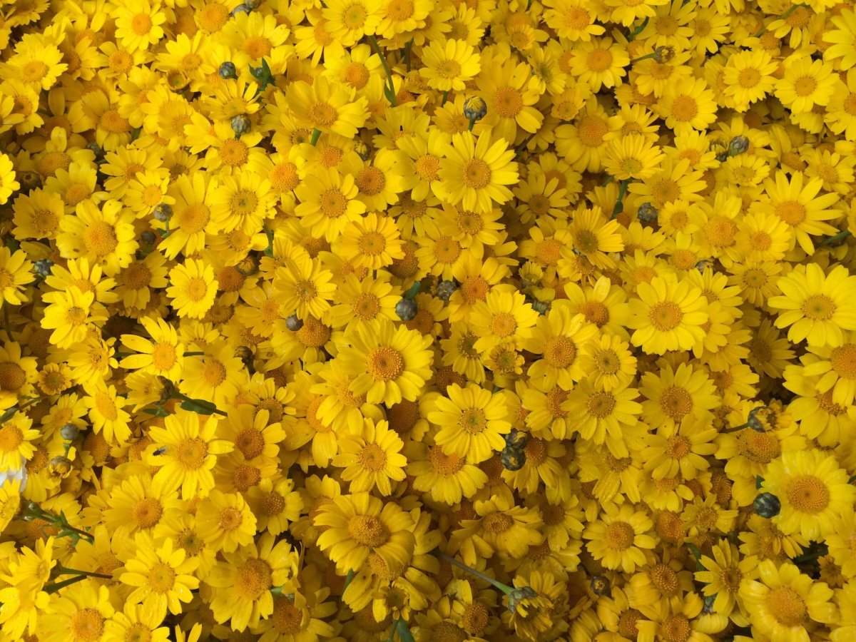 Hello Sunshine Flowers