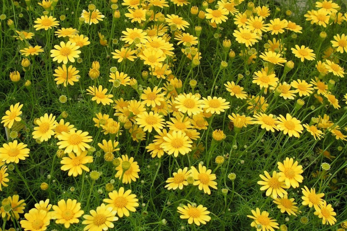 Yellow Daisy