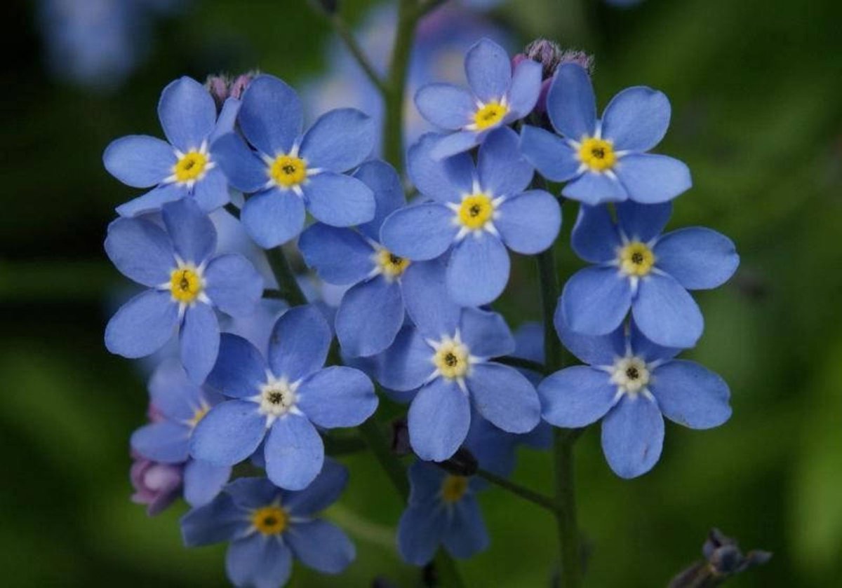 Цветок Myosotis