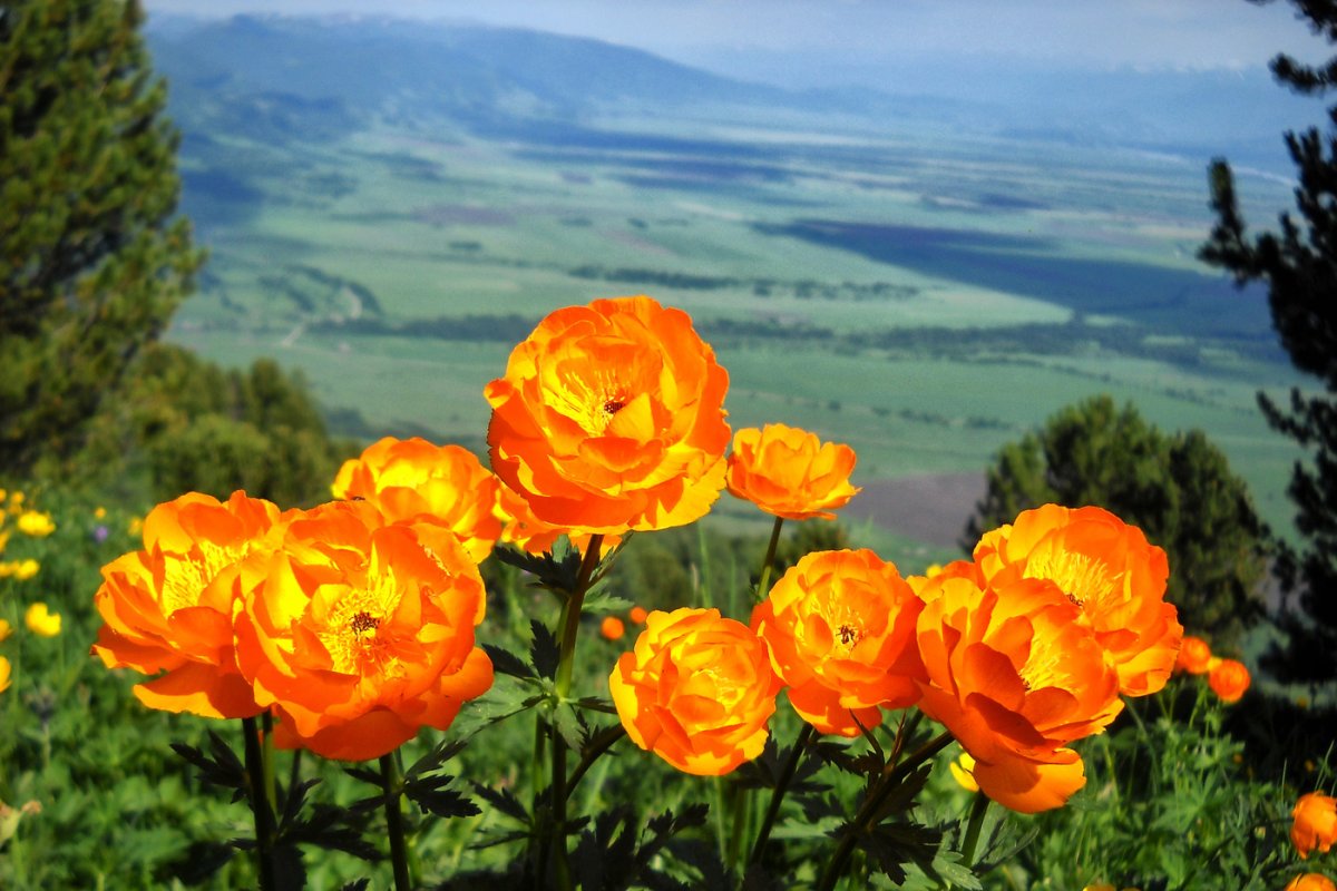 Алтайские огоньки цветы