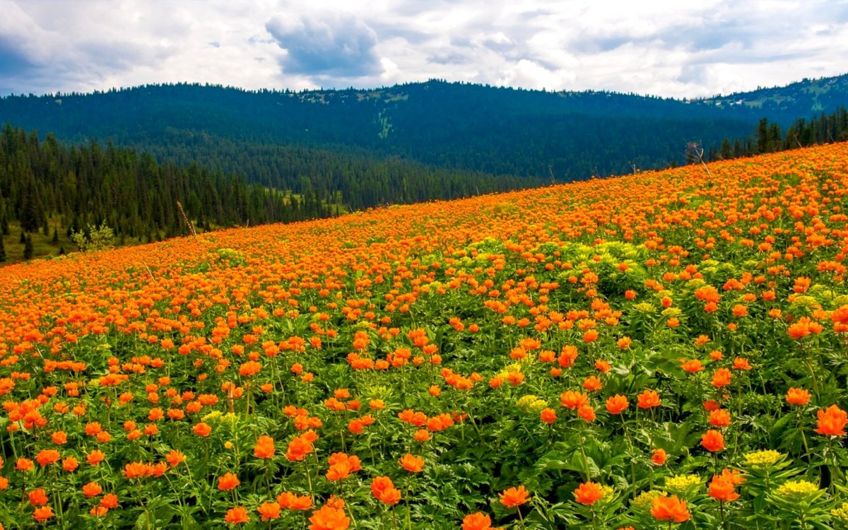 Луга Саяны жарки
