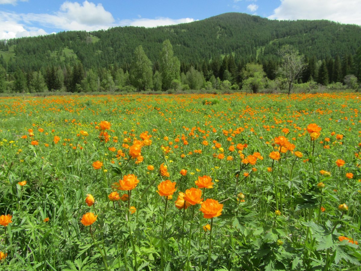 Алтай купальница огоньки цветут