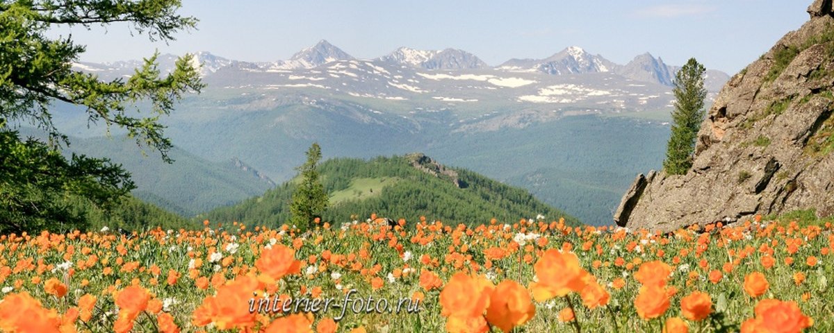 Природа цветы панорама