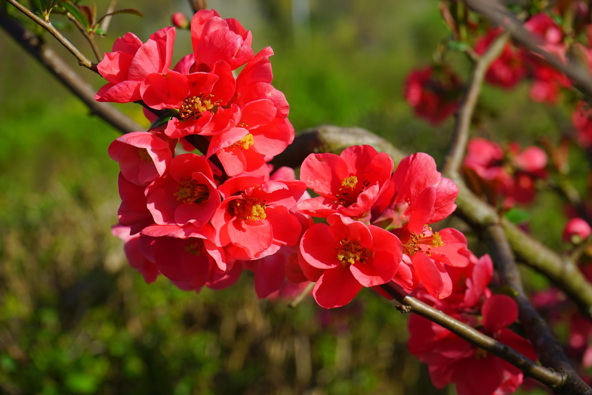 Chaenomeles japonica куст