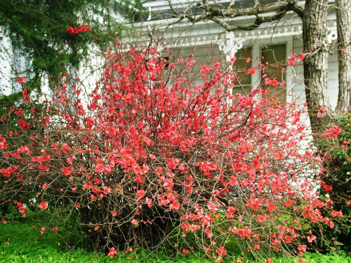 Японская айва кустарник