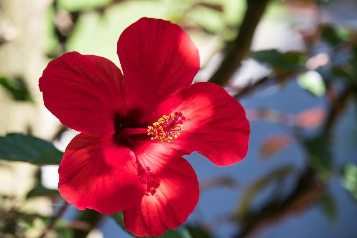 Дачный цветок с красными цветами