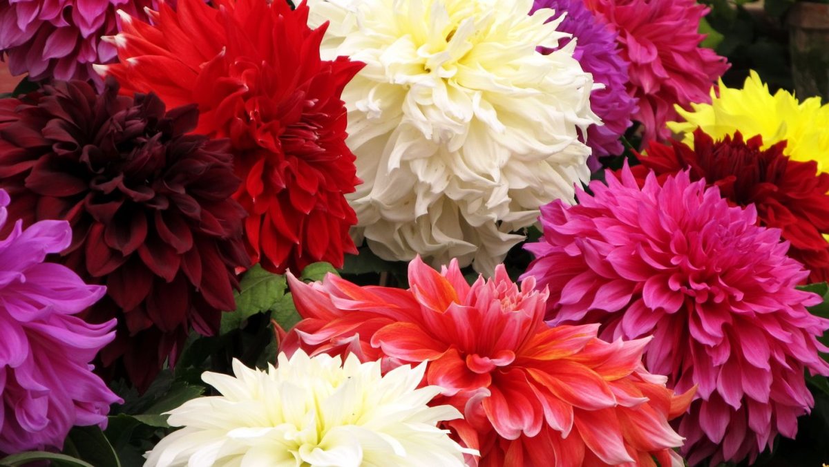 Георгины Dahlia