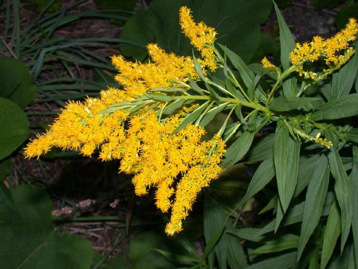 Солидаго (золотарник) variegata