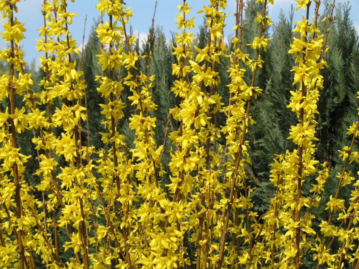 Желтые цветы на длинном стебле