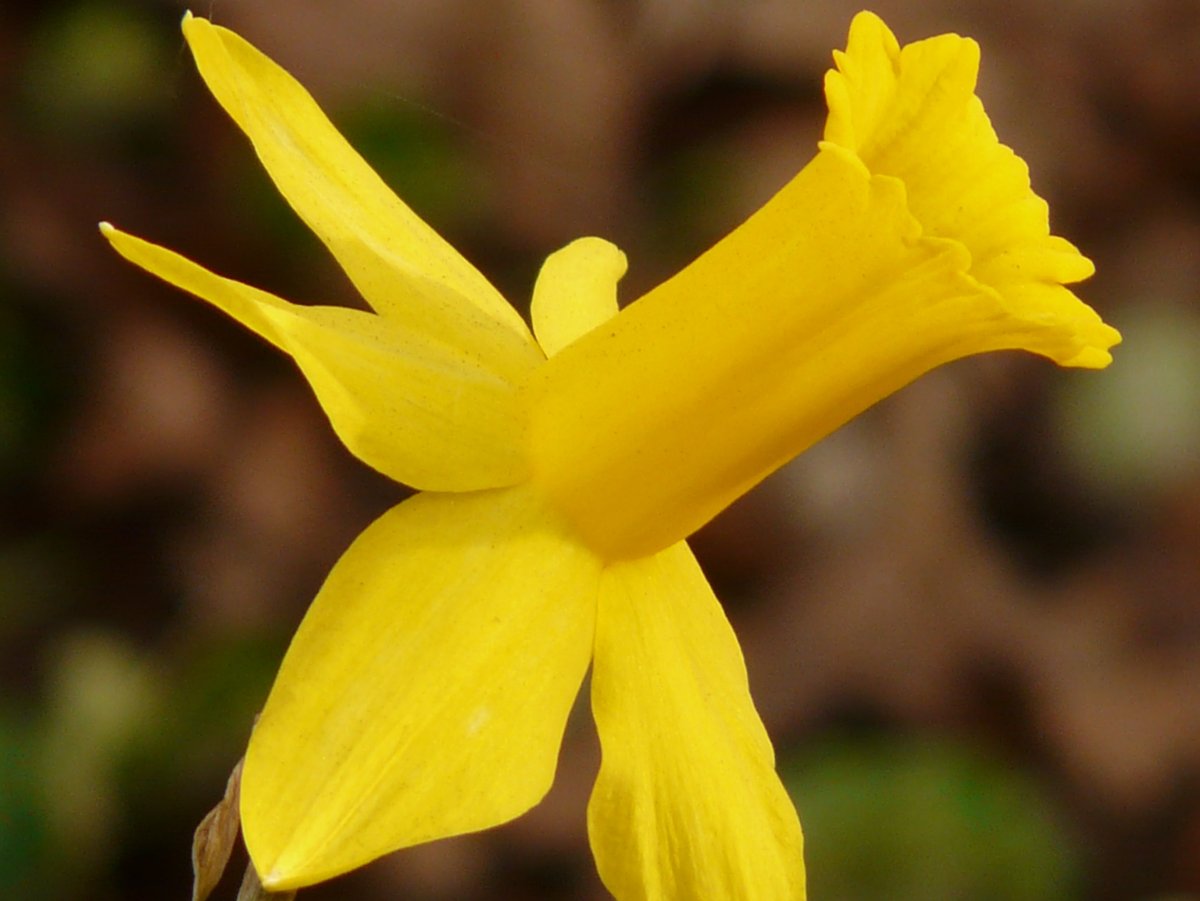 Нарцисс Yellow Bell
