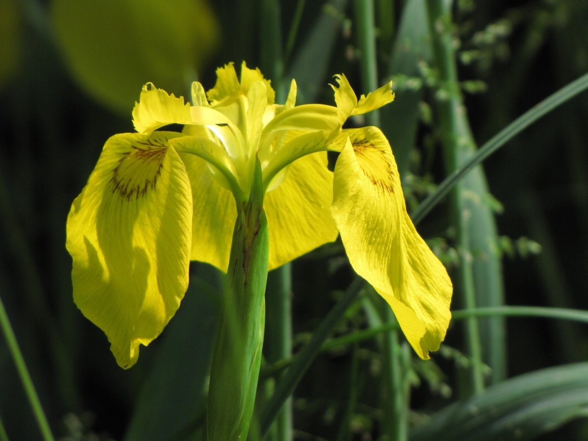 Ирис болотный (Iris pseudacorus)