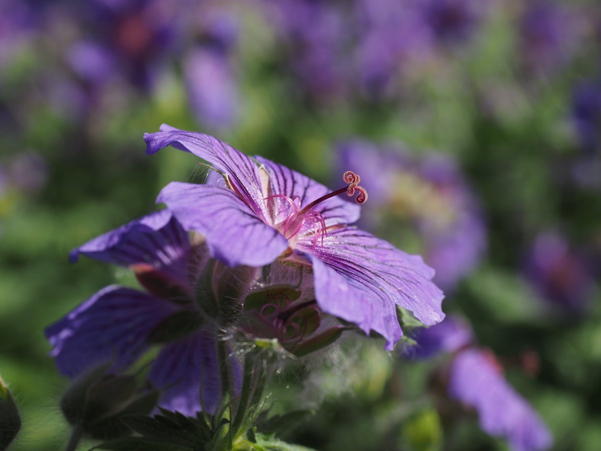 Geranium 'Bloom time'