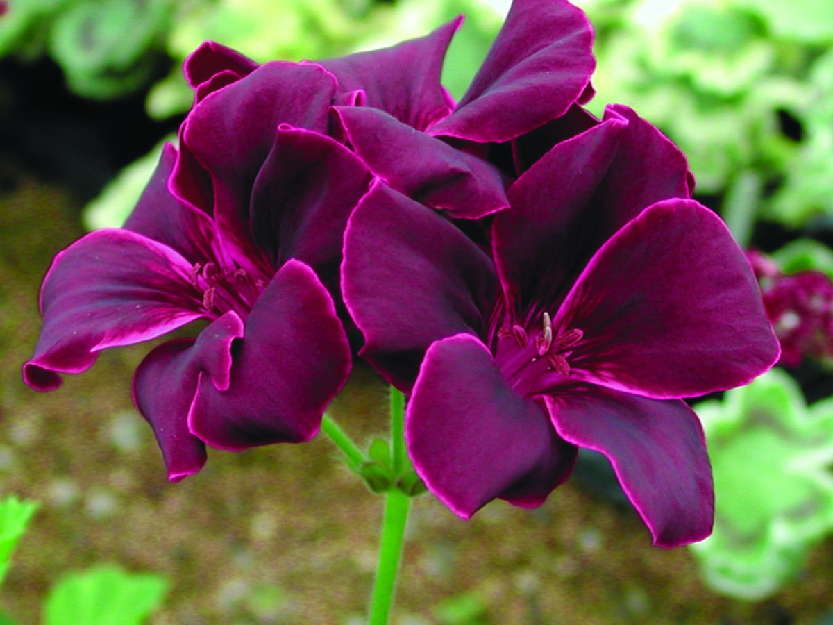 Lord Bute пеларгония