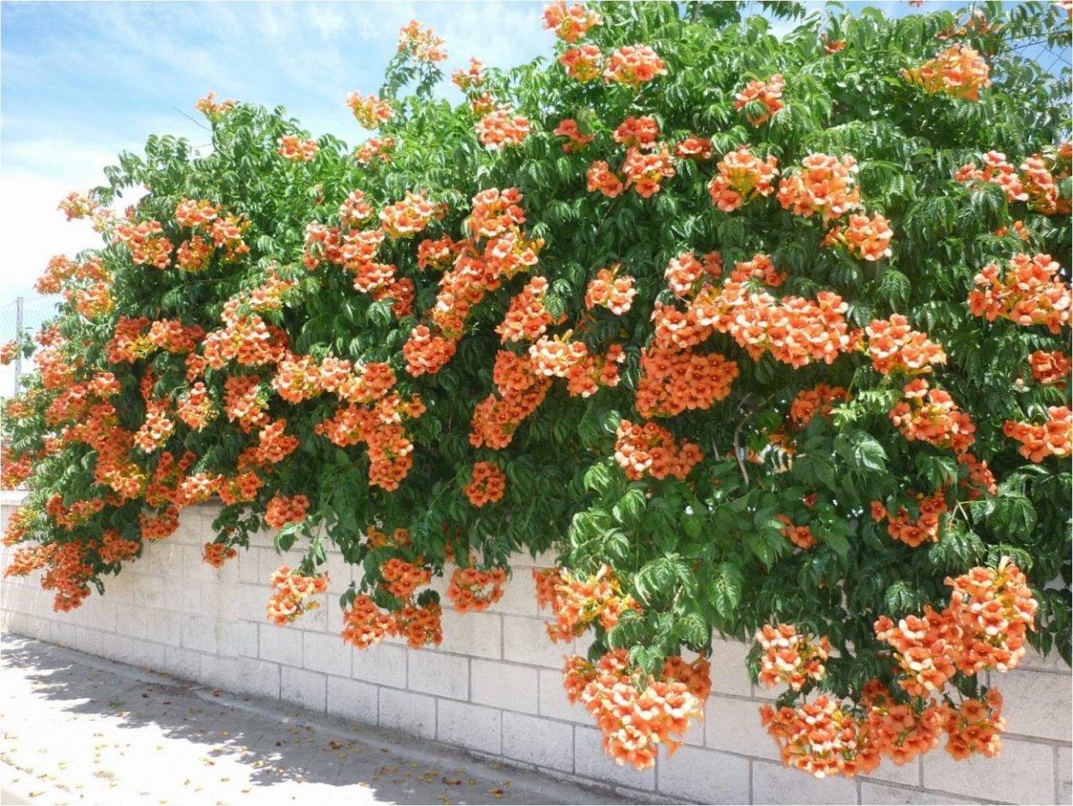 Кампсис корни
