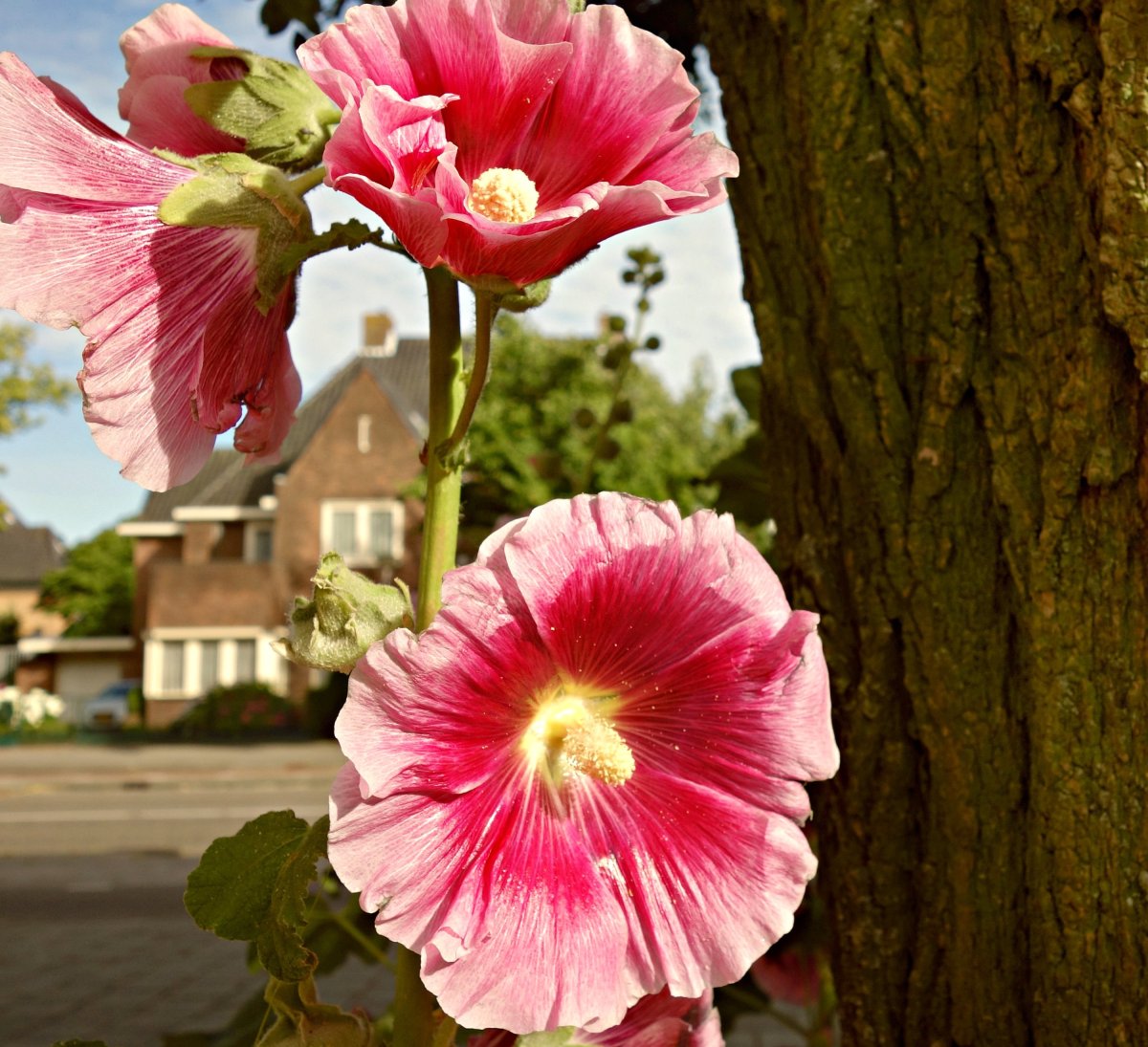 Hollyhock Мальва