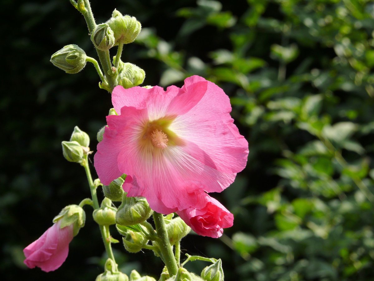 Шток-роза Hollyhock