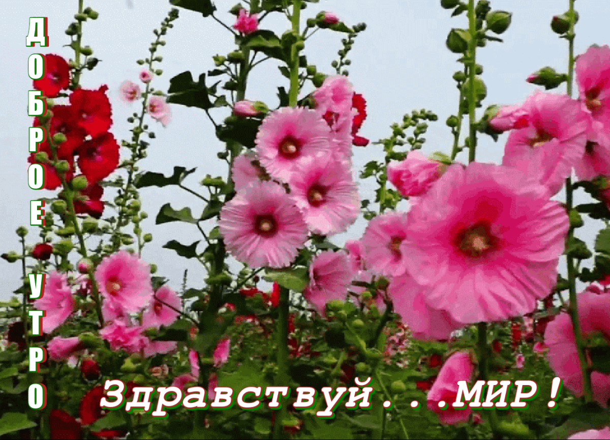 Красивые цветы мальвы