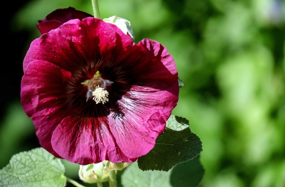 Alcea Dark Red