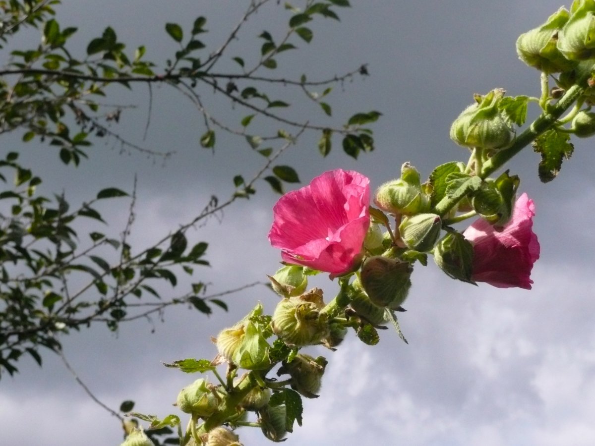Мальва Alcea Antwerpen