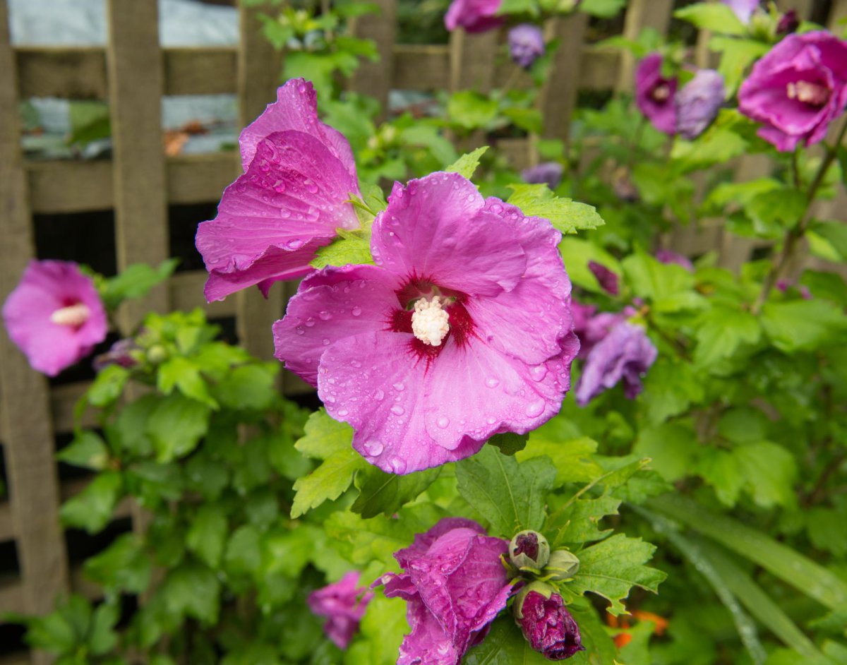 Hibiscus syriacus 'Woodbridge'