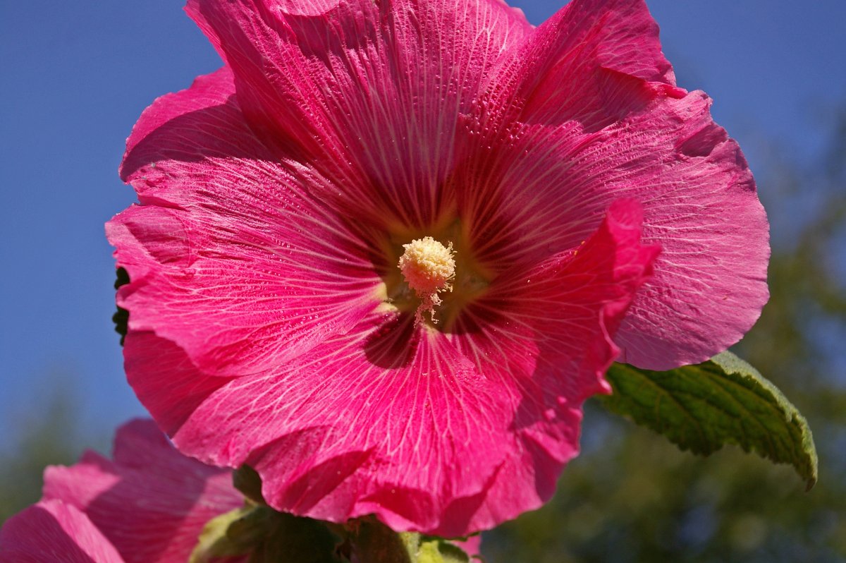Hibiscus Calyxes