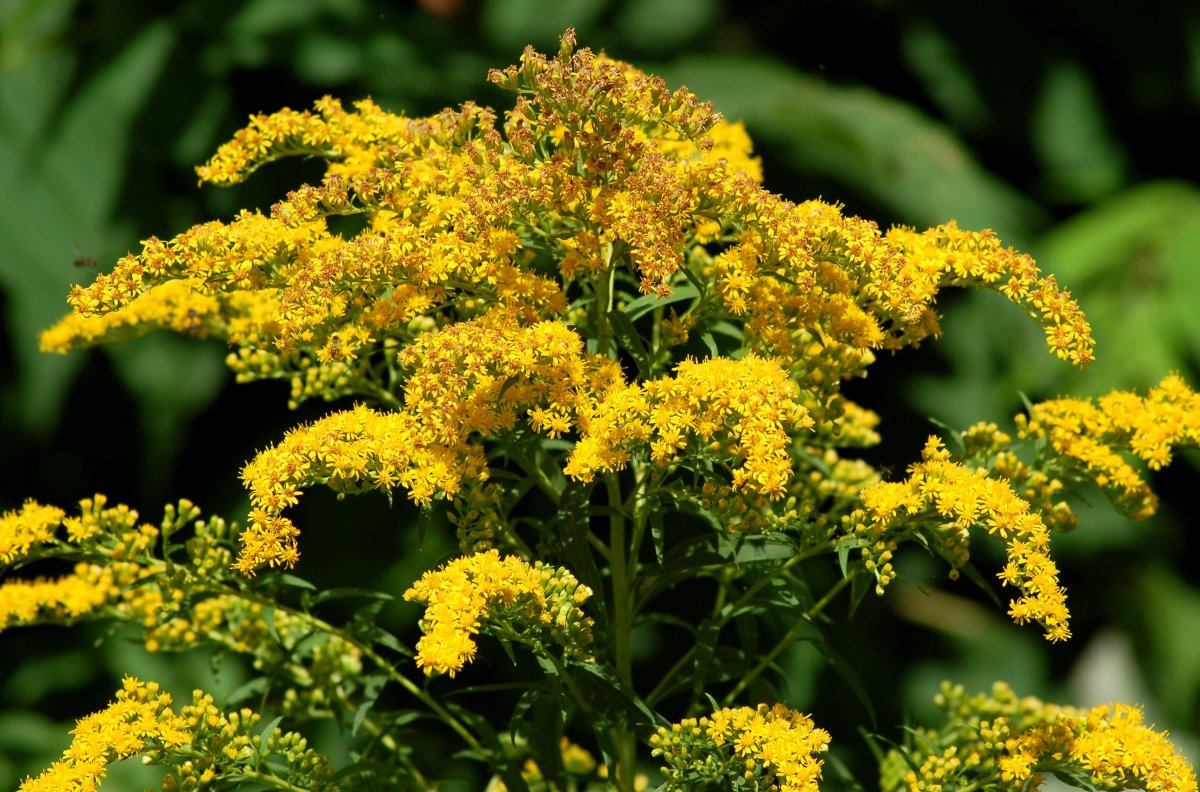 Ядовитый сорняк с желтыми цветами