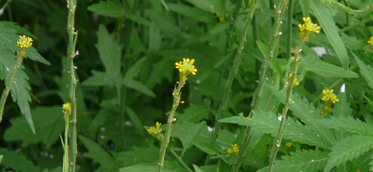 Sisymbrium officinale