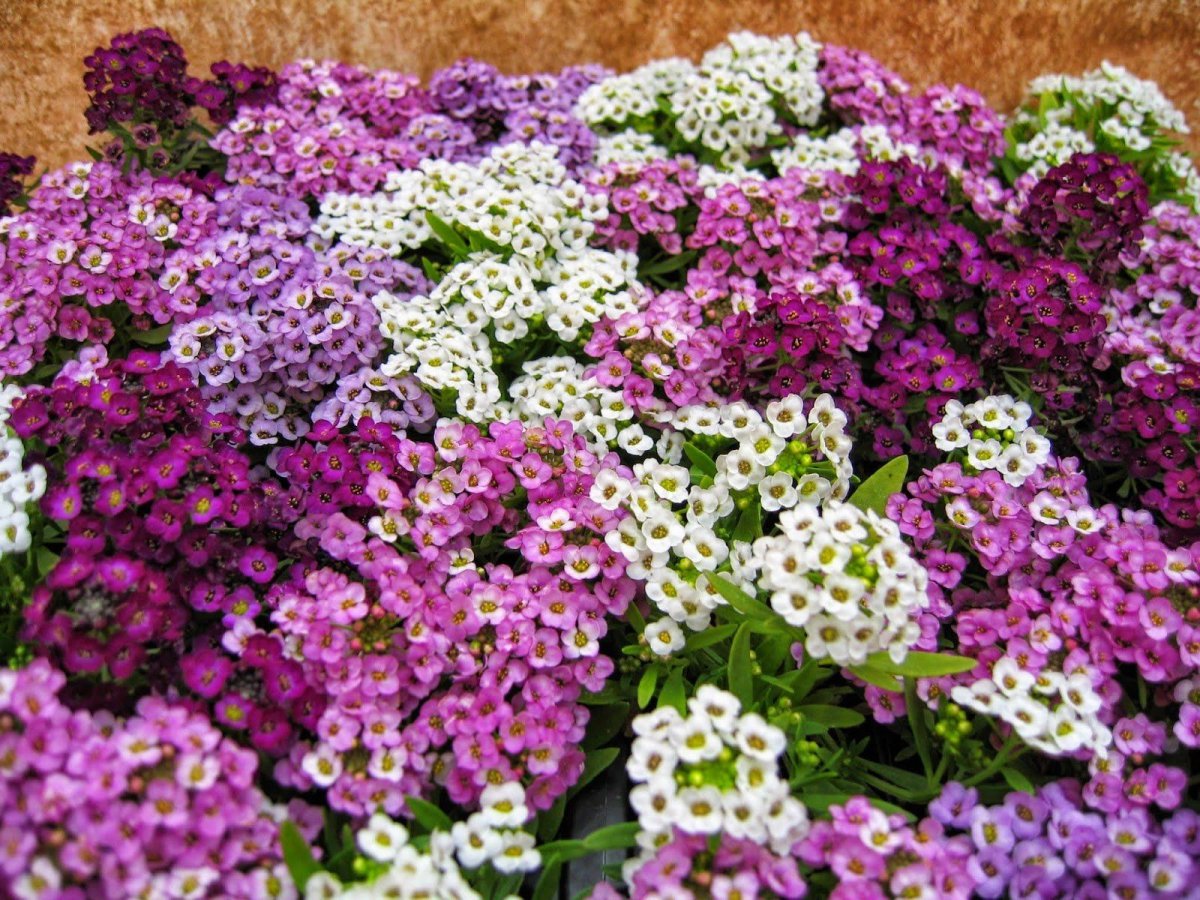 Алиссум Мэджик циклес микс