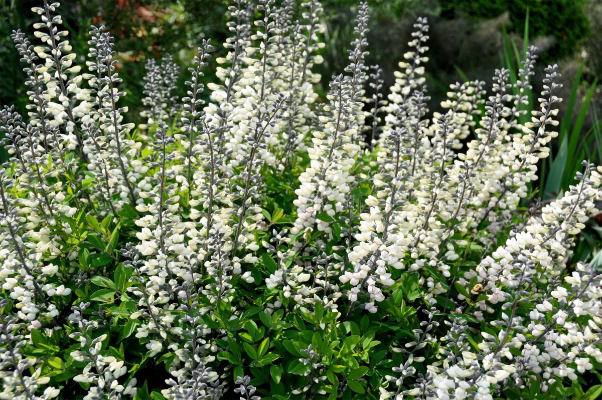 Baptisia Australis Alba