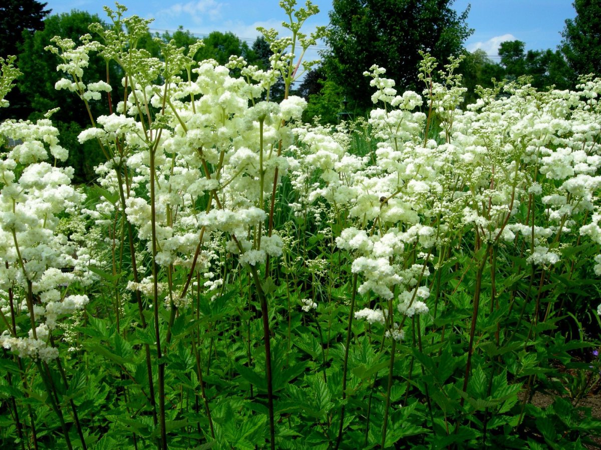 Таволга вязолистная (Filipéndula Ulmária)