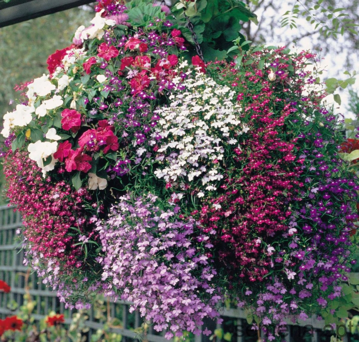 Лобелия ампельная