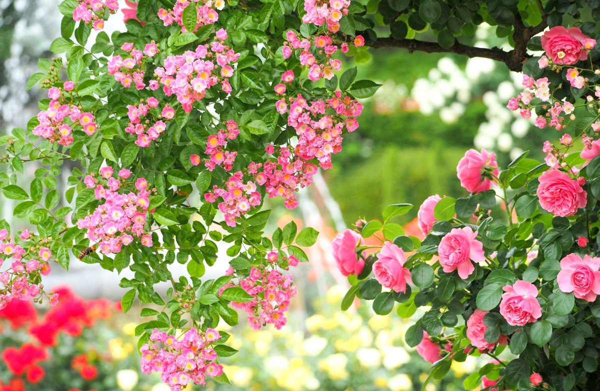 Кустарник с мелкими розовыми цветами