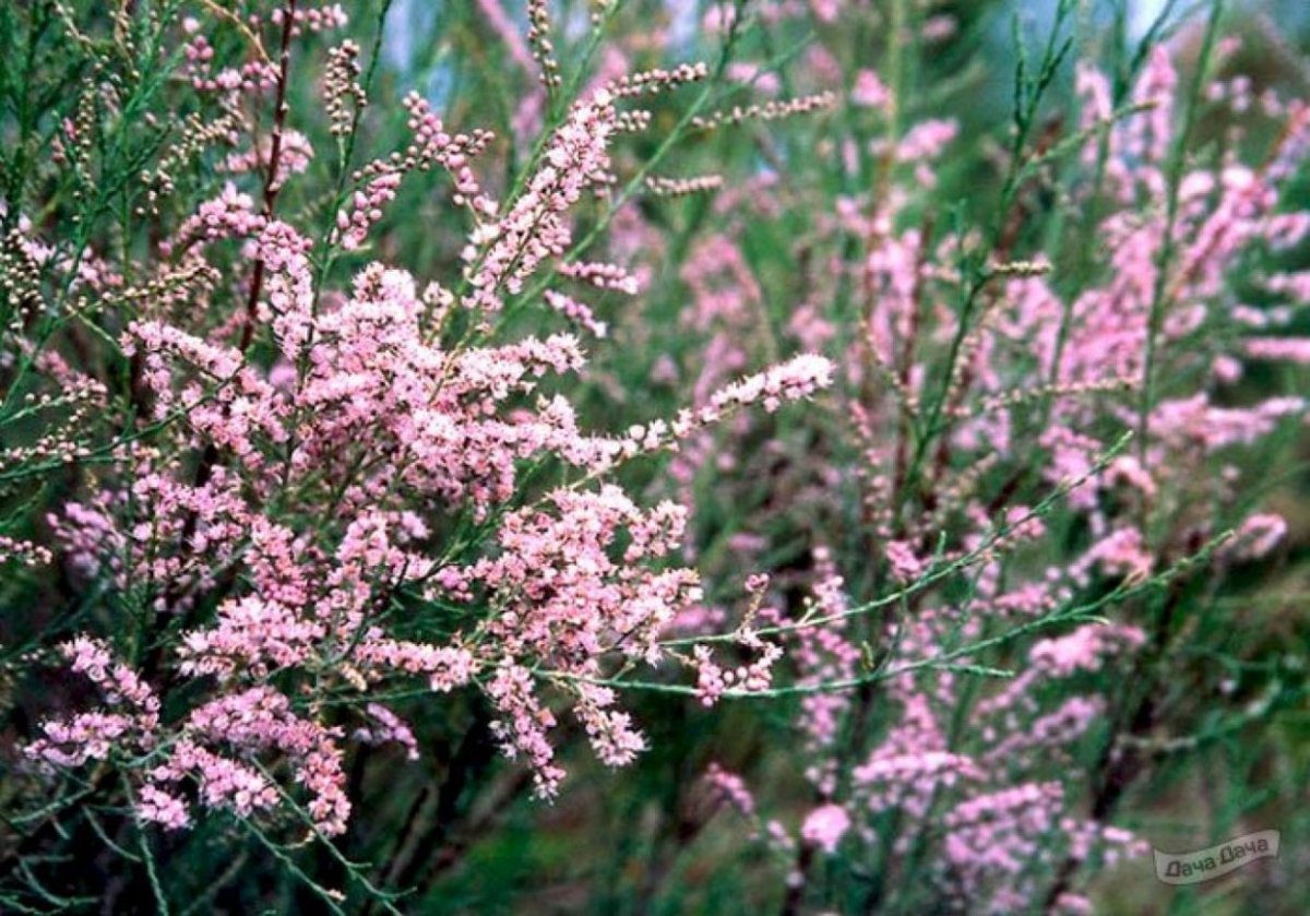Тамарикс изящный Tamarix gracilis