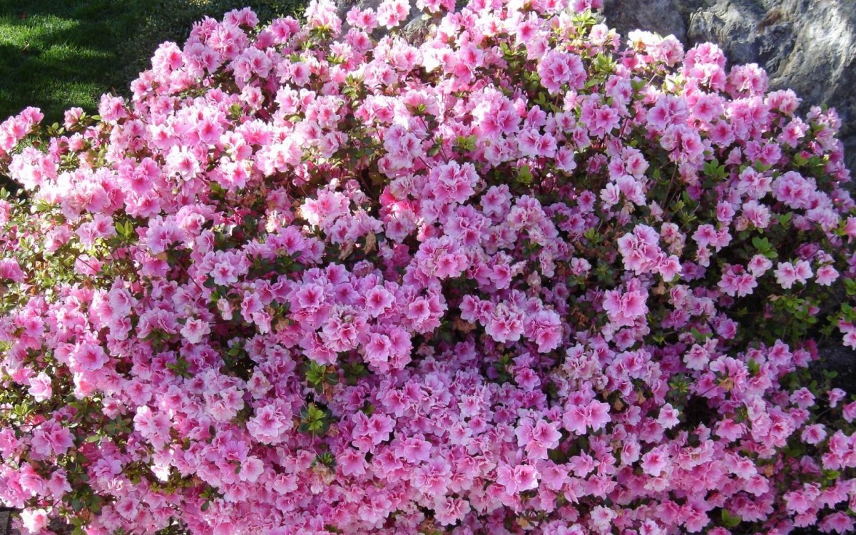 Азалия уличная кустовая
