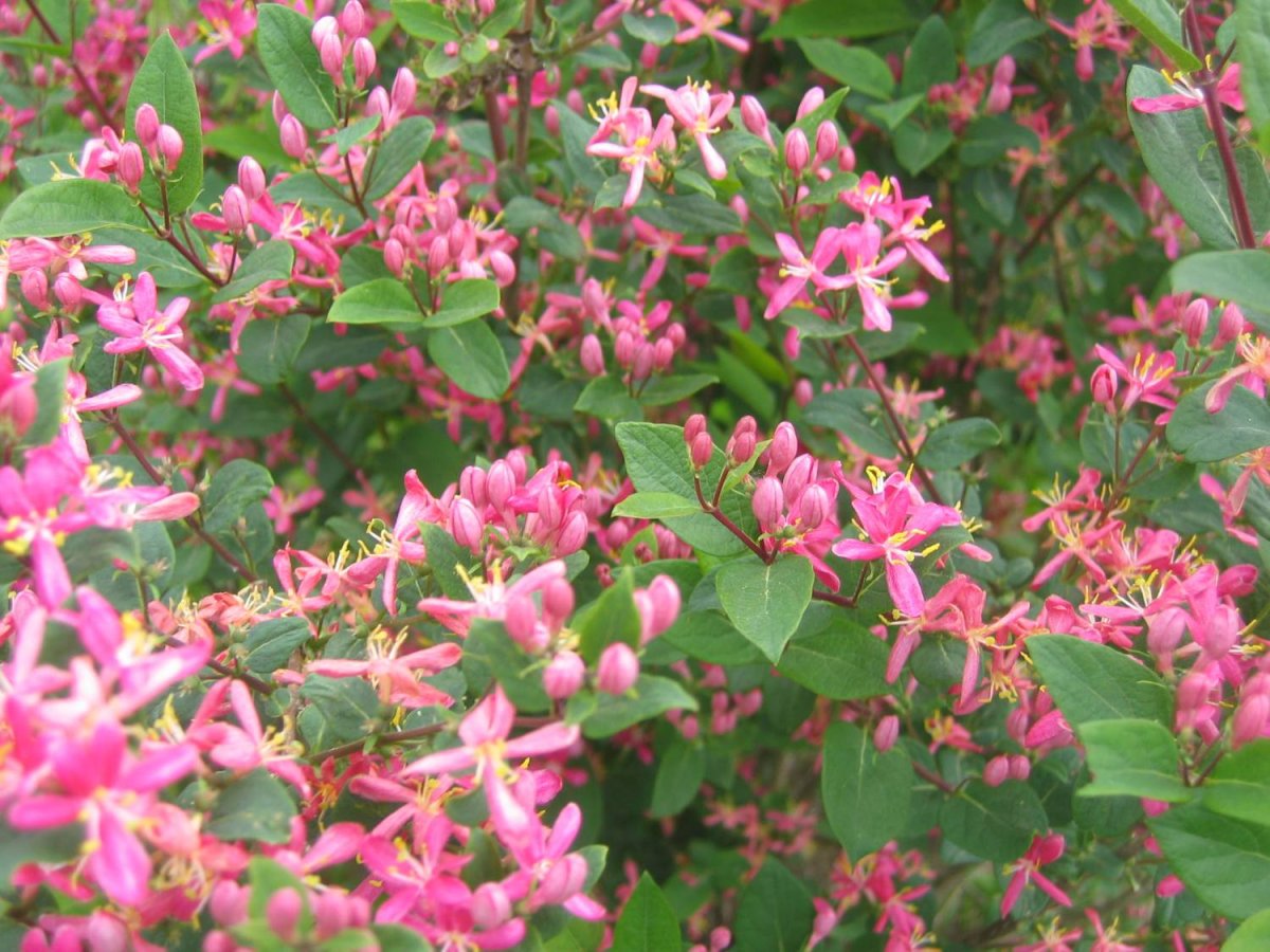 Жимолость Татарская rosea