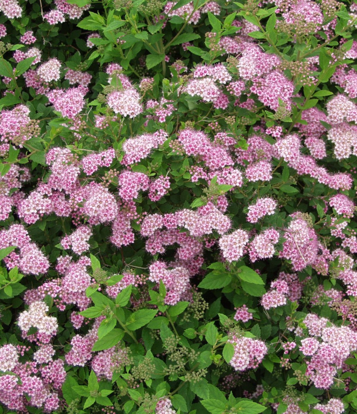 Спирея японская (Spiraea japonica)