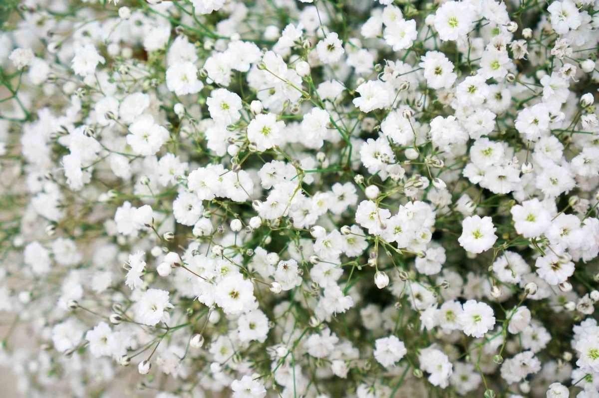 Маленькие белые садовые цветы