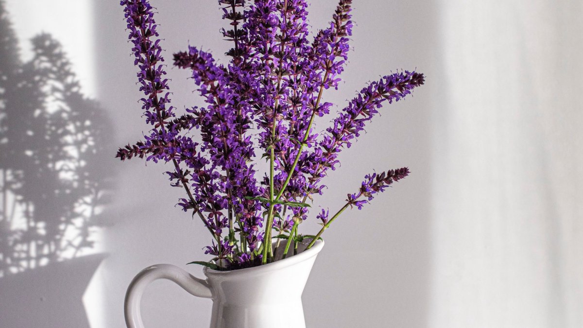 Лаванда (Lavandula) Эстетика