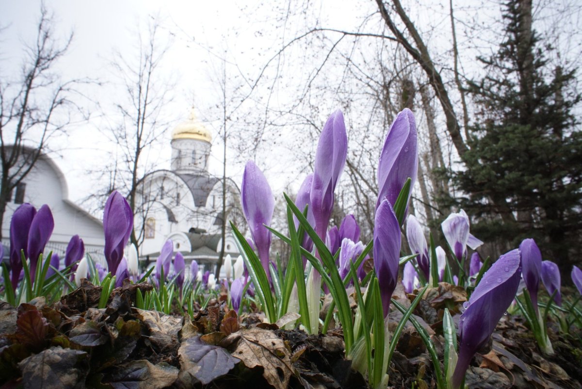 Храм и подснежники