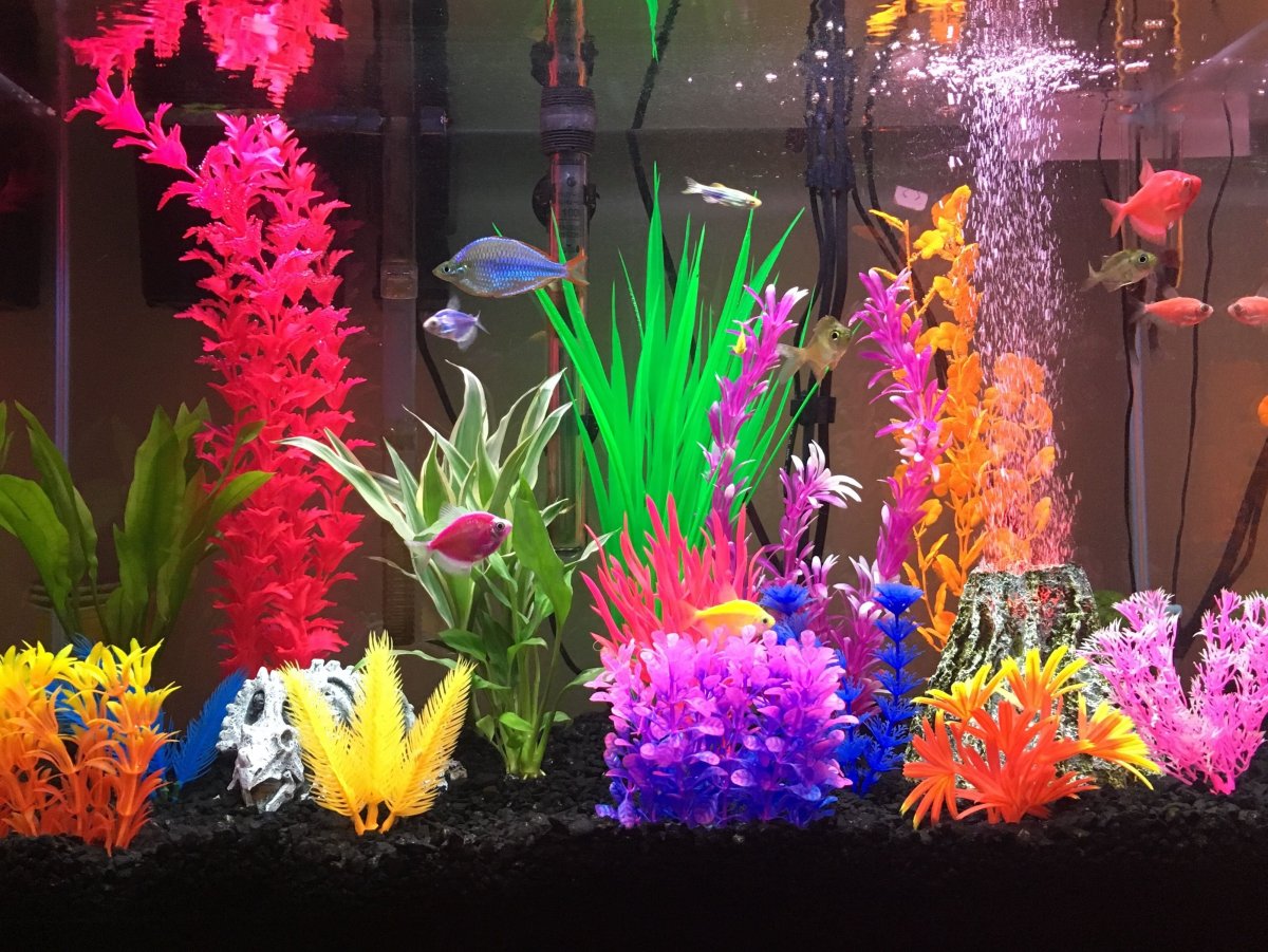 Декоративные флуоресцентные рыбки Glofish