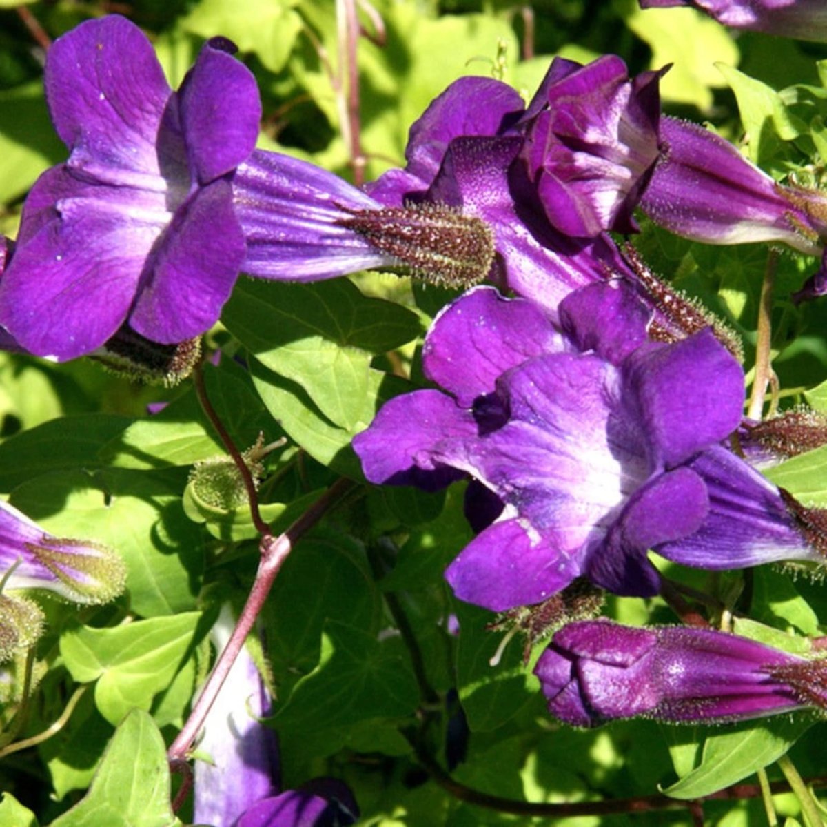 Азарина (Маурандия)