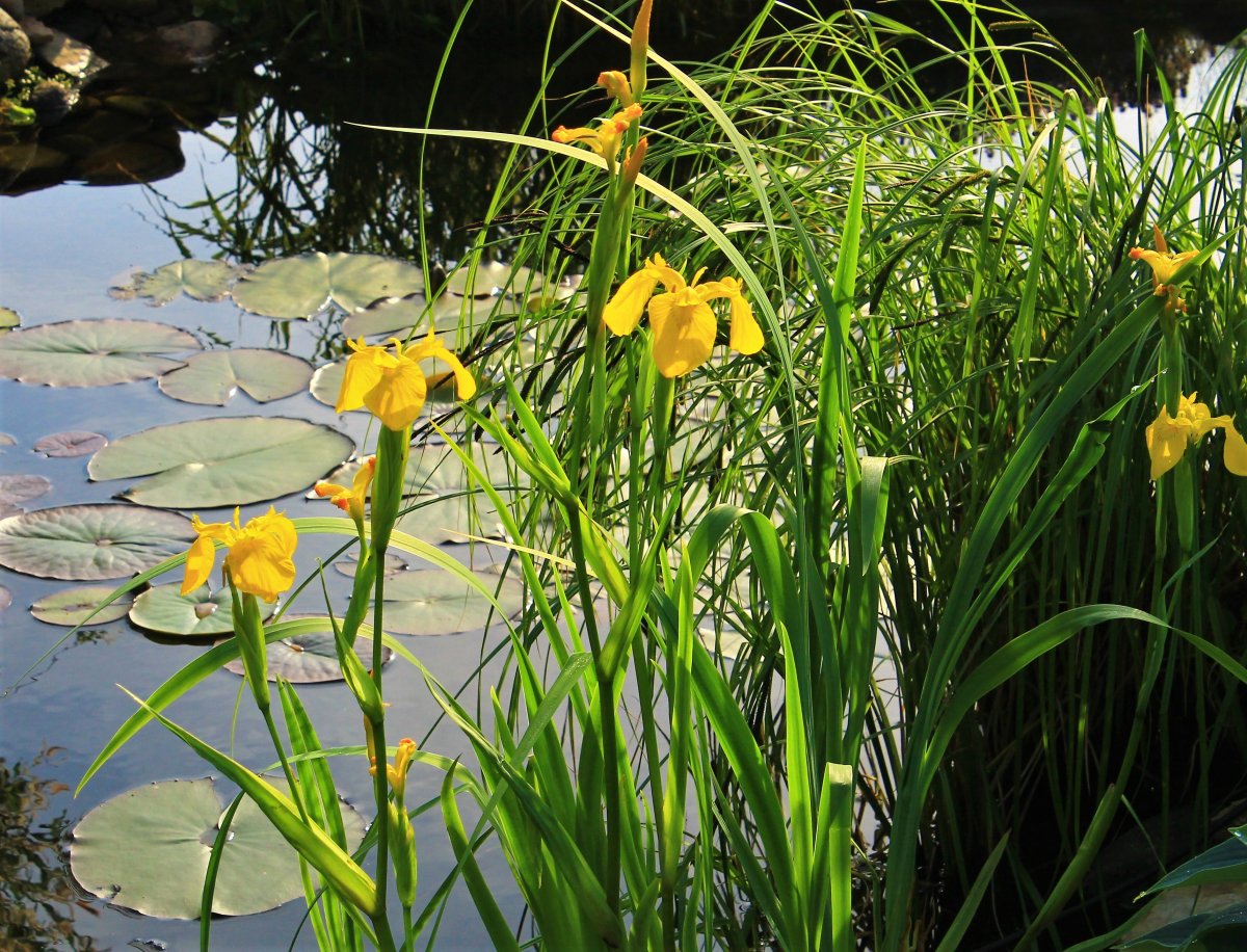 Желтые цветы на пруду
