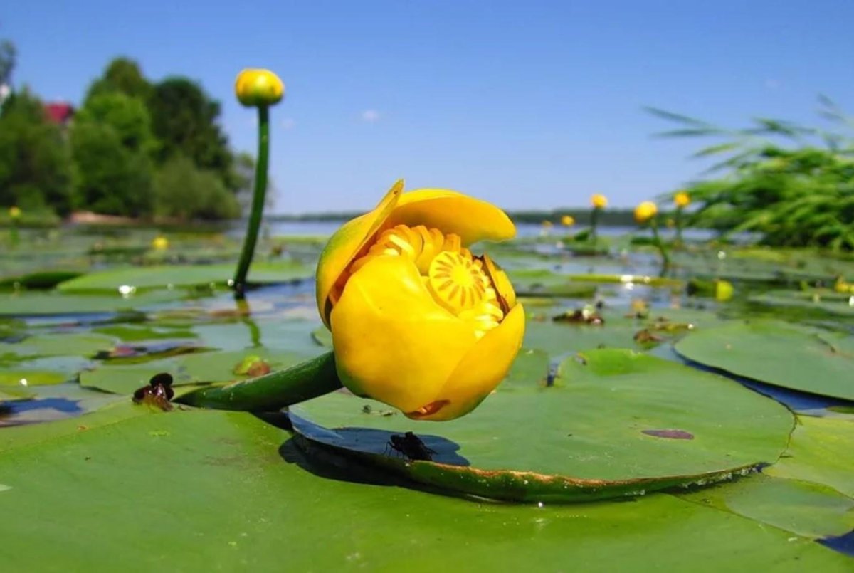 Кубышка (Nuphar)