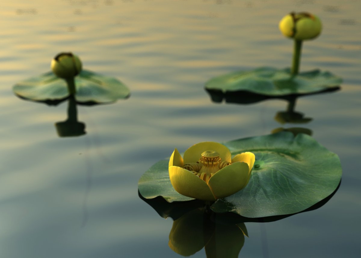 Кубышка желтая (Nuphar lutea)