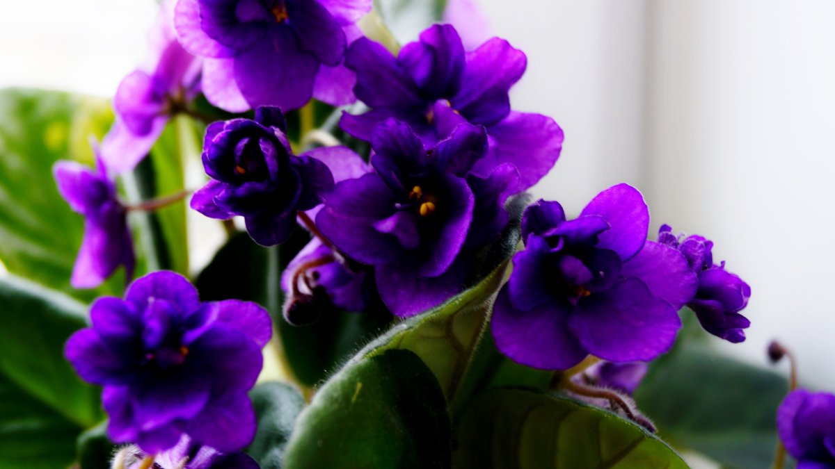Фиалка с фиолетовыми цветами