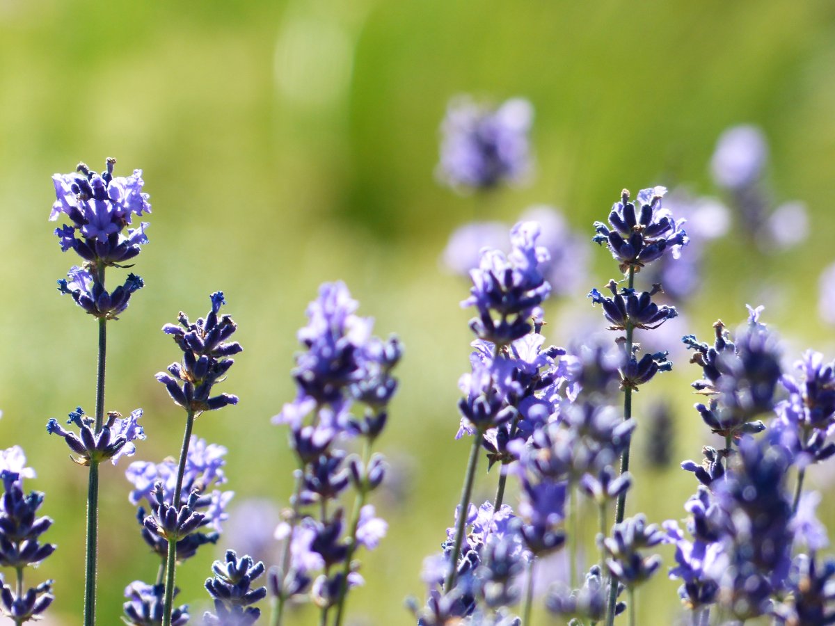 Lavandula officinalis